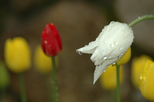tulipany po deszczu