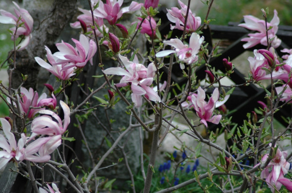 magnolia japoska