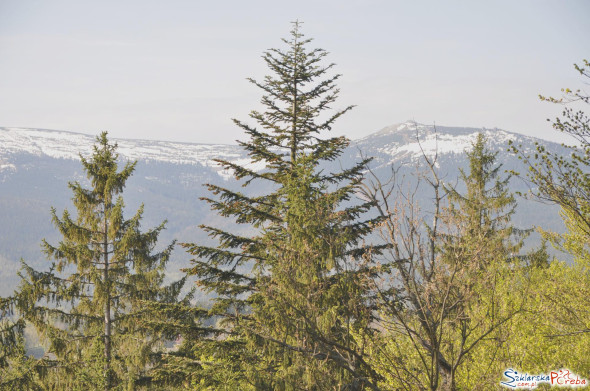 widok na Karkonosze ze Zbójeckich Skał