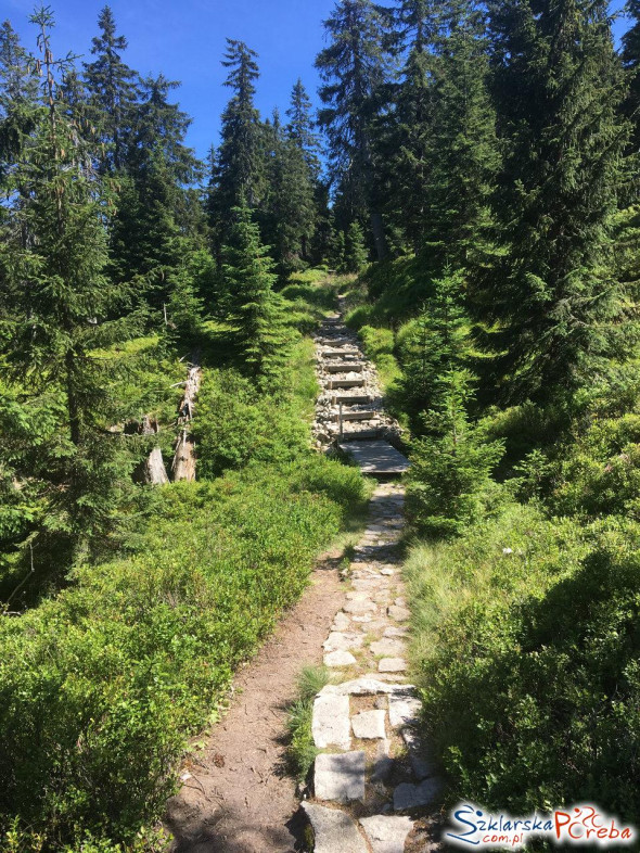 Zielony szlak z Jakuszyc na Halę Szrenicką