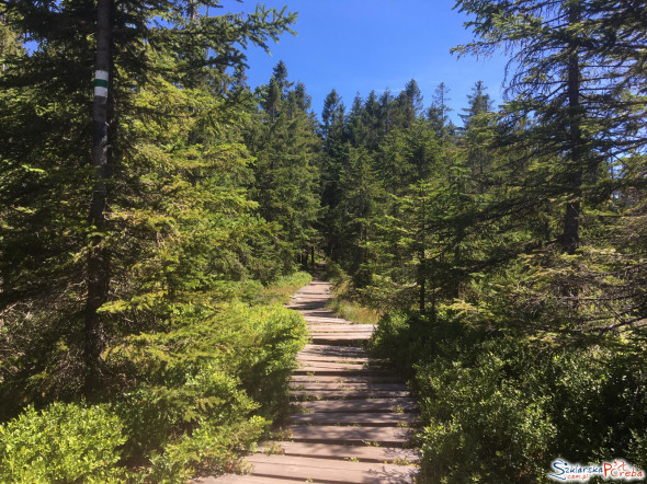 Zielony szlak z Jakuszyc na Halę Szrenicką