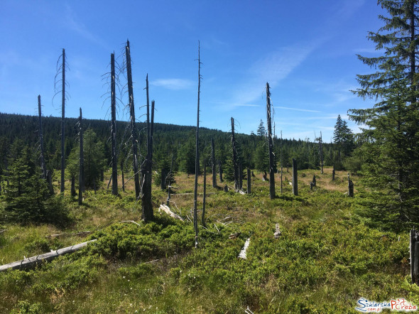 Martwy Las w Karkonoszach