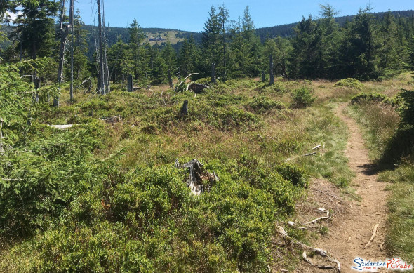 Zielony szlak z Jakuszyc na Halę Szrenicką