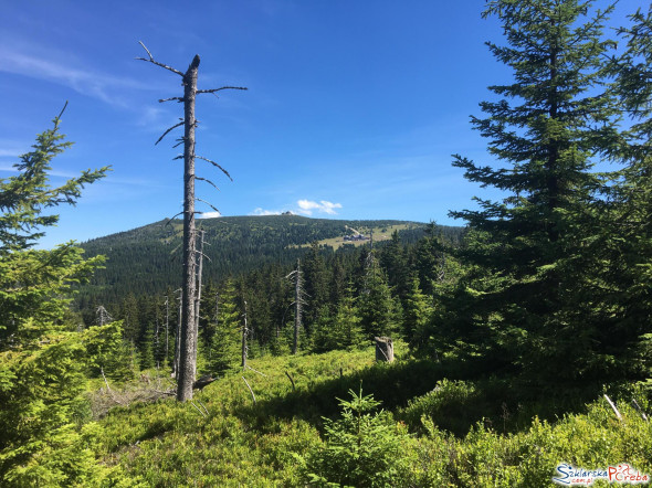 Widok na Szrenicę z zielonego szlaku