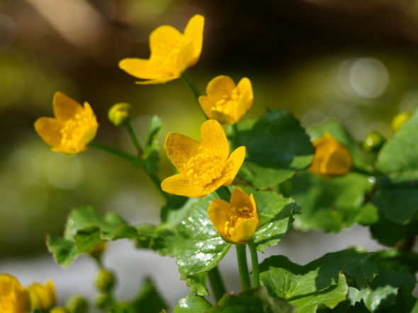 Dolina Chochołowska