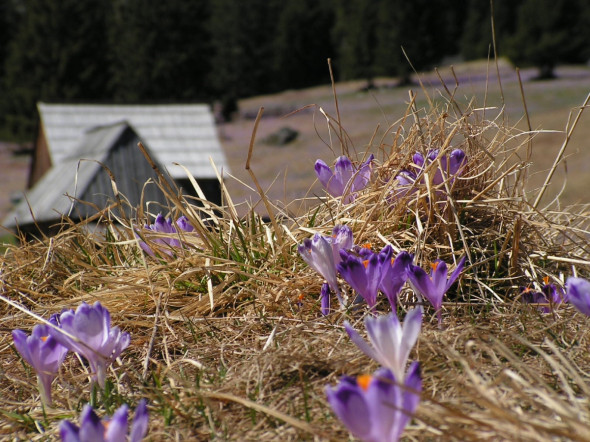 Dolina Chochołowska