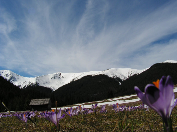 Dolina Chochołowska