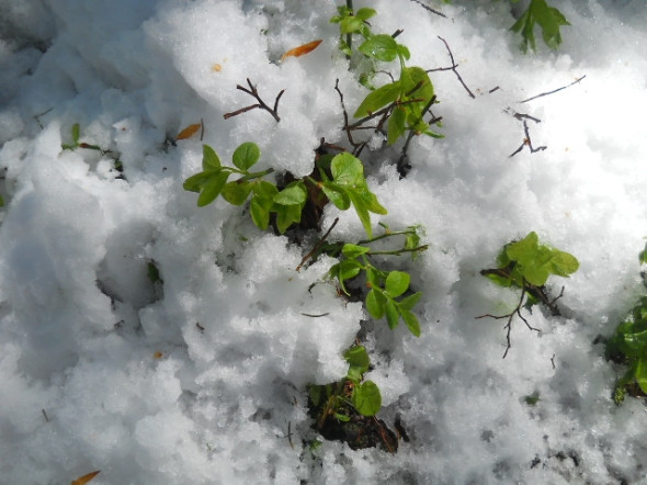 tonące w śniegu jagodniki