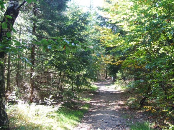 drzewa-najlepsze towarzystwo...