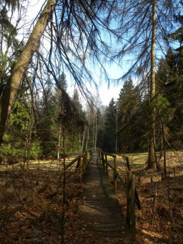 Rezerwat Krokusy w Górzyńcu