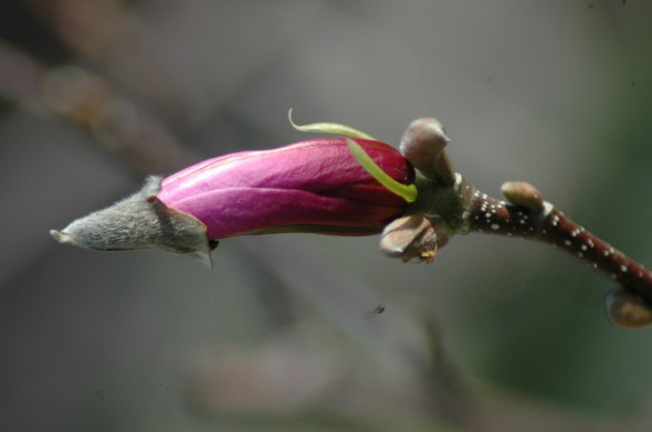 pączuszek magnolii